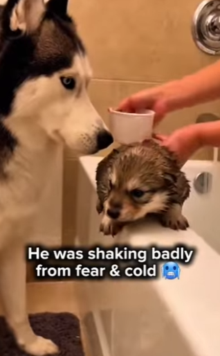 P1516006 rescue tiny wolf pup (Part 2)