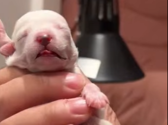 R1512001 Ayudé una loba rescatar su cachorro mira qué pasó después (Parte 2)