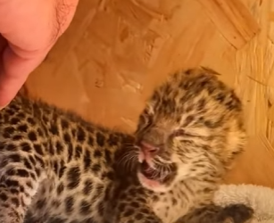 R1512007 Rescatando al cachorro de leopardo (Parte 2)