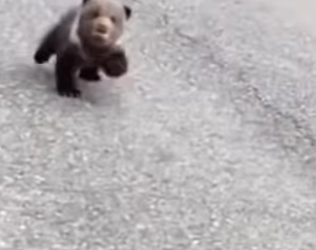 R1512008 rescate de un cachorro de oso negro (Parte 2)