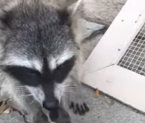 R1512005 Rescatar mapaches (Parte 2)