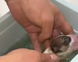 R1512006 Un hombre rescató un cachorro recién nacido de camino casa (Parte 2)