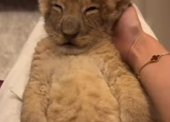 R1512004 Rescata al león (Parte 2)