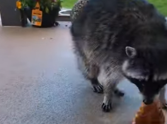 R1512009 Rescatar mapaches (Parte 2)