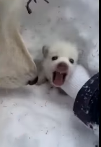 R1512002 Ayudé una loba rescatar su cachorro mira qué pasó después (Parte 2)