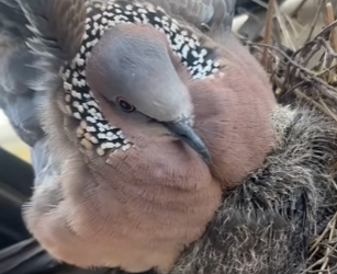 A1512006 Rescatar la tórtola (Parte 2)