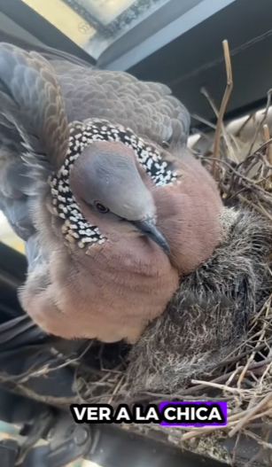 A1512006 Rescatar la tórtola (Parte 2)