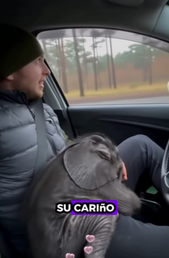 A1512009 Rescatar elefantes (Parte 2)