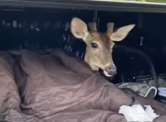 A1512004 Rescata al ciervo (Parte 2)