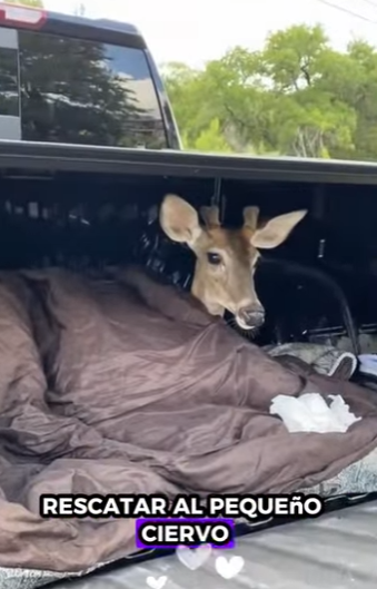 A1512004 Rescata al ciervo (Parte 2)