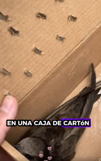 A1512007 Rescate de un vencejo (Parte 2)