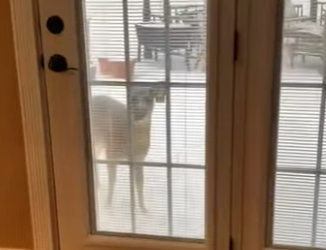 A1512005 Rescate de ciervos (Parte 2)