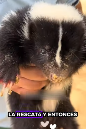 A1512001 Zorrillo de rescate (Parte 2)