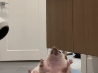 A1512002 Rescatando al erizo (Parte 2)