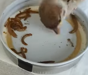 A1512003 Gorriones de rescate (Parte 2)