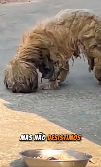 U1512003 cãozinho resgatado em um área rural todo sujo pêlos enormes embaraç (Parte 2)