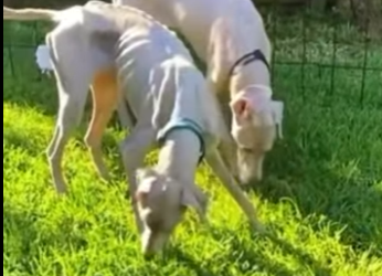 U1512007 Uma cadelinha tão magra que quase passou despercebida até que uma (Parte 2)