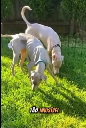 U1512007 Uma cadelinha tão magra que quase passou despercebida até que uma (Parte 2)