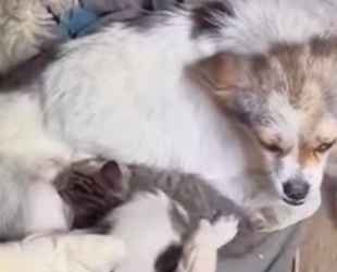 U1512006 Uma cena que toca qualquer coração (Parte 2)