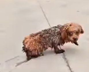 U1512008 Poor dog rescue (Parte 2)