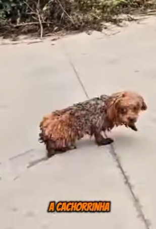 U1512008 Poor dog rescue (Parte 2)