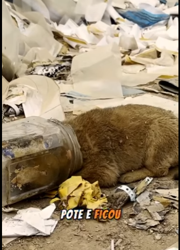 U1512002 pobre cãozinho (Parte 2)