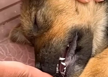 U1512001Esse anjinho estava desacordado na calçada Não sei como tiveram cor (Parte 2)