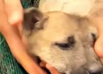 U1512009_Ali tinha uma vida espera de ajuda (Parte 2)