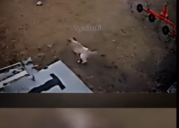 H1512003 Lo que hizo este perro guardián dejó en shock todos (Parte 2)