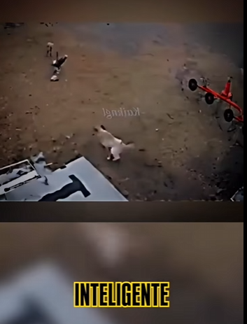 H1512003 Lo que hizo este perro guardián dejó en shock todos (Parte 2)
