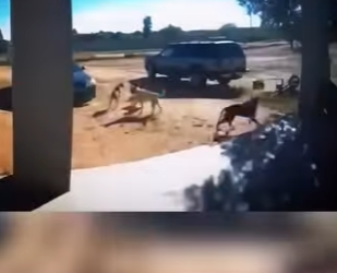 H1512005 Pensaron que lo tenían acorralado pero cometieron el peor error (Parte 2)