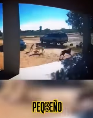 H1512005 Pensaron que lo tenían acorralado pero cometieron el peor error (Parte 2)