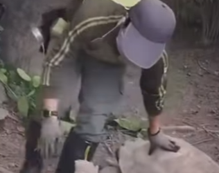 H1512006 Cuidador de zoológico detiene una pelea de tortugas gigantes (Parte 2)