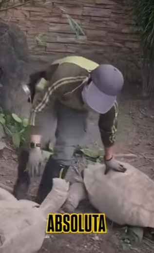 H1512006 Cuidador de zoológico detiene una pelea de tortugas gigantes (Parte 2)