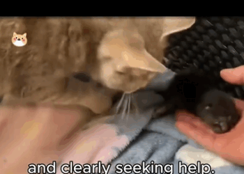 She Trusted Me Her Babies One by One (Part 2)