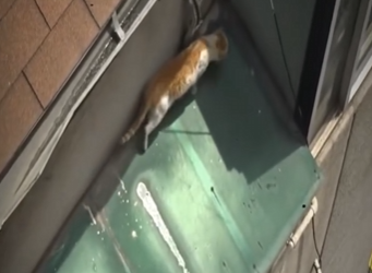 V1512005 llevaba semanas atrapada (Parte 2)