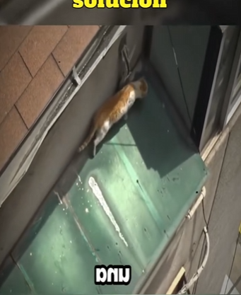 V1512005 llevaba semanas atrapada (Parte 2)