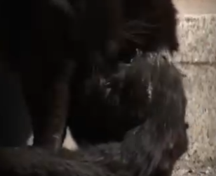 V1512003 Porque le hicieron eso (Parte 2)