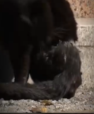 V1512003 Porque le hicieron eso (Parte 2)