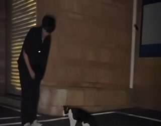 V1617010 este gatito estaba tan delgado que no podía mantenerse en pie (Parte 2)