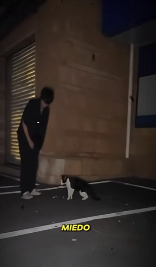 V1617010 este gatito estaba tan delgado que no podía mantenerse en pie (Parte 2)