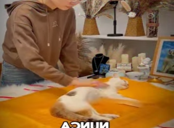 V1617011 El gatito dejo una señal que nunca se borrará (Parte 2)