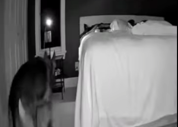 V1617012 los perros guardianes si existen (Parte 2)