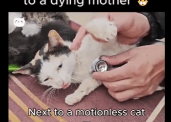 kitten cry led us to dying mother (Part 2)