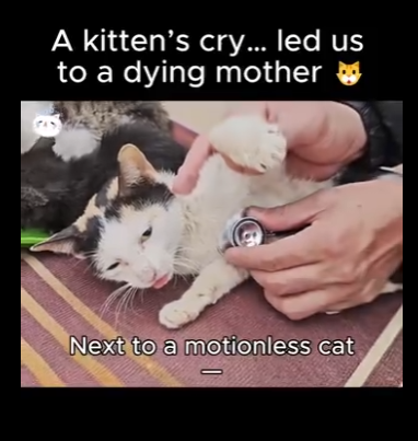 kitten cry led us to dying mother (Part 2)
