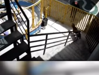 H1512002 Rottweiler enfrenta delincuentes frustra un asalto armado (Parte 2)