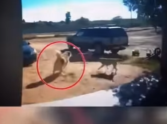 H1512005 Pensaron que lo tenían acorralado pero cometieron el peor error (Parte 2)