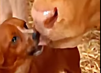 V1617006 La historia de Rocky te hará llorar (Parte 2)