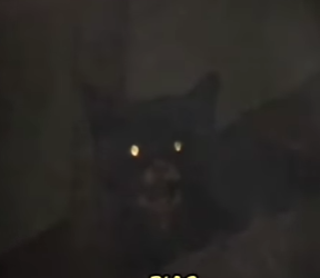 V1617004 este gatito estaba más de metros de altura (Part 2)