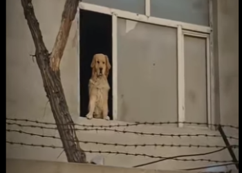 V1617007 Este Golden guardaba un secreto (Part 2)